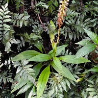 Goodyera procera (Ker Gawl.) Hook.